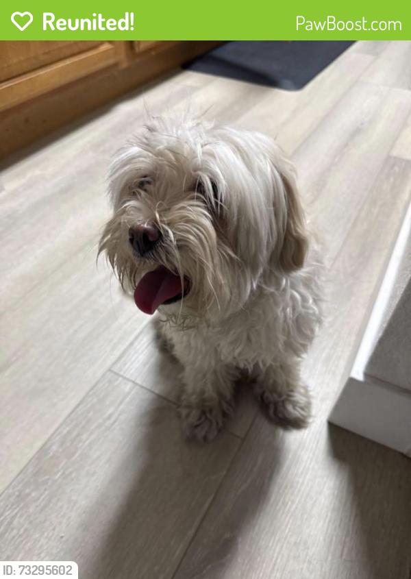 Reunited Female Dog last seen Bluffs Dr, Henderson, NV 89014, USA, Henderson, NV 89014