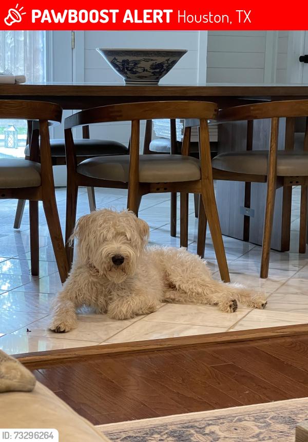 Lost Male Dog last seen Near Linkwood Dr., Houston, TX 77025