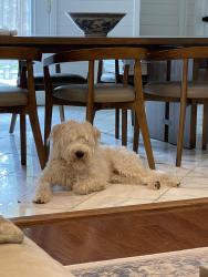 Lost Male Dog last seen Near Linkwood Dr., Houston, TX 77025