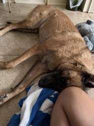 Reunited Male Dog last seen Murphy and Cummings, Bedford, TX 76021