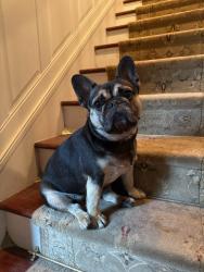Reunited Female Dog last seen Lower State Road and Bethlehem Pike, Ambler, PA 19002