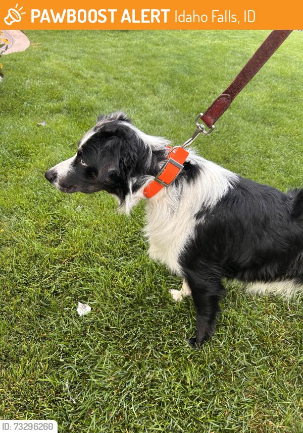 Found/Stray Male Dog last seen Lds temple and snake river greenbelt, Idaho Falls, ID 83402