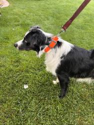 Found/Stray Male Dog last seen Lds temple and snake river greenbelt, Idaho Falls, ID 83402