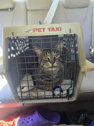 Lost Male Cat last seen maple rd and Scenic loop/ beargrass rd, Louisville, KY 40205