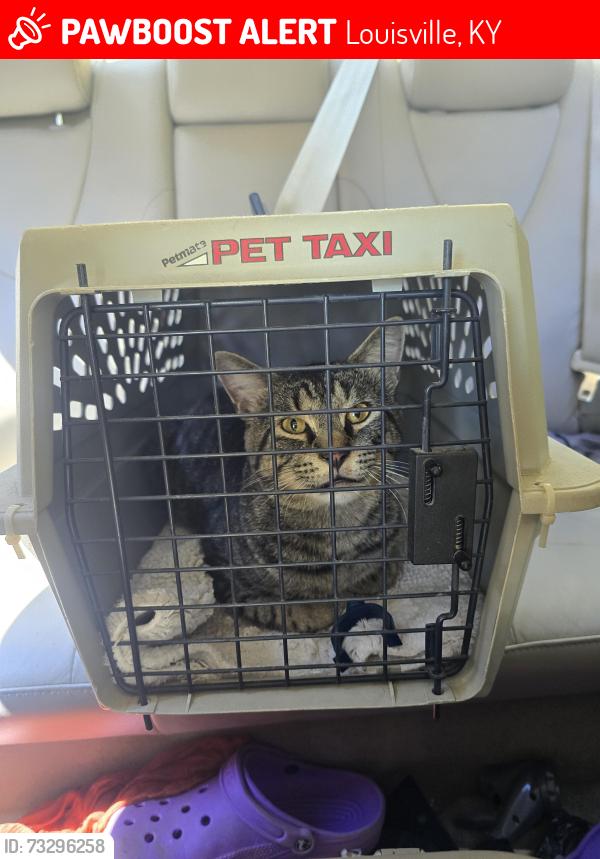 Lost Male Cat last seen maple rd and Scenic loop/ beargrass rd, Louisville, KY 40205