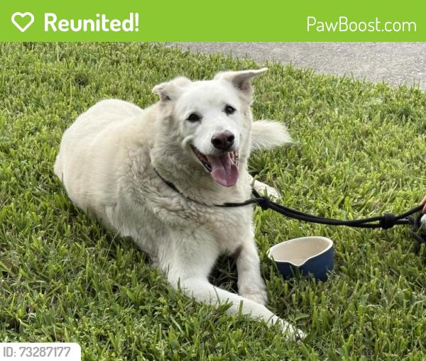 Reunited Unknown Dog last seen Byram Drive and Highland Avenue, Clearwater, FL 33755