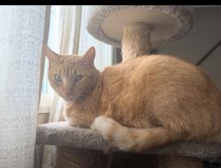Reunited Male Cat last seen greenbriar drive, Dale City, VA 22193