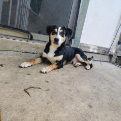Found/Stray Male Dog last seen Terra oak trails, San Antonio, TX 78250