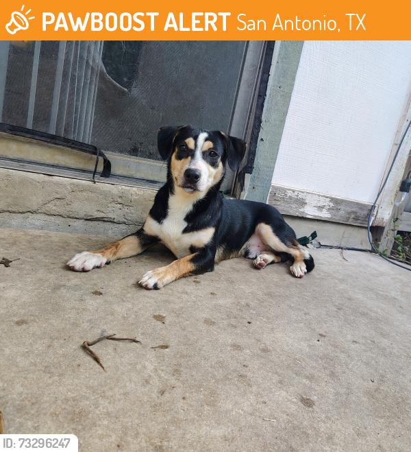 Found/Stray Male Dog last seen Terra oak trails, San Antonio, TX 78250