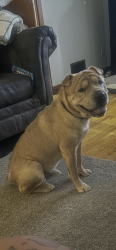 Lost Male Dog last seen Carson road, Jefferson County, AL 35215