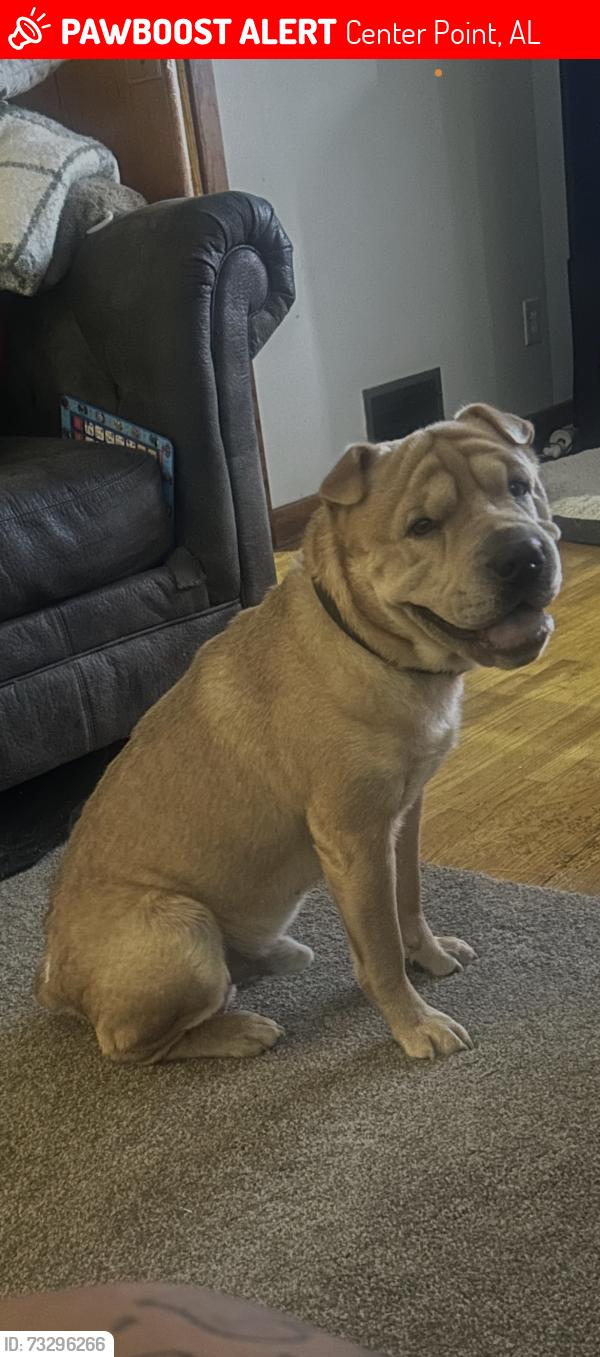 Lost Male Dog last seen Carson road, Jefferson County, AL 35215