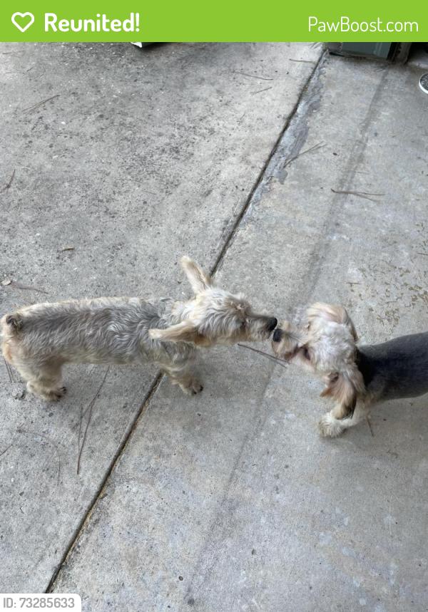Reunited Unknown Dog last seen Challenger Drive, Willis, Texas, Corrinthian Point Sub, Montgomery County, TX 77318