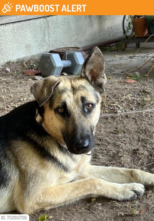 Found/Stray Male Dog last seen Overhill and Northridge, View Park-Windsor Hills, CA 90043