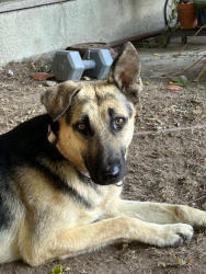 Found/Stray Male Dog last seen Overhill and Northridge, View Park-Windsor Hills, CA 90043