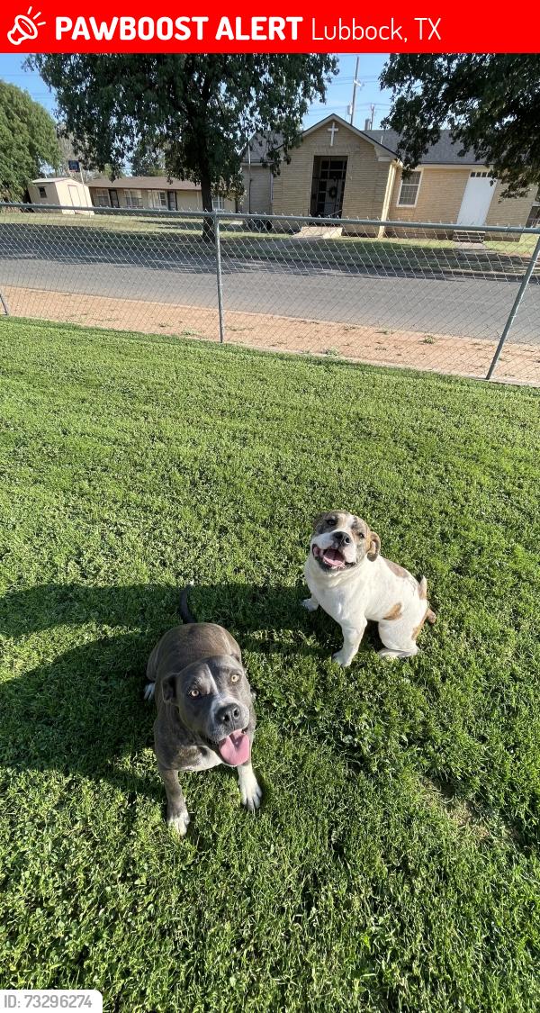Lost Male Dog last seen 39th street & Nashville, Lubbock, TX 79413