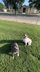 Lost Male Dog last seen 39th street & Nashville, Lubbock, TX 79413
