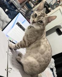 Reunited Male Cat last seen Flood st and Calvary cemetery, Waltham, MA 02453