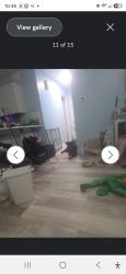 Lost Female Dog last seen Beach drive and 1st Street (Joe's Bayou area), Destin, FL 32541