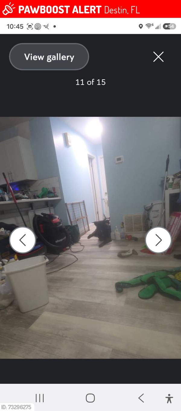 Lost Female Dog last seen Beach drive and 1st Street (Joe's Bayou area), Destin, FL 32541