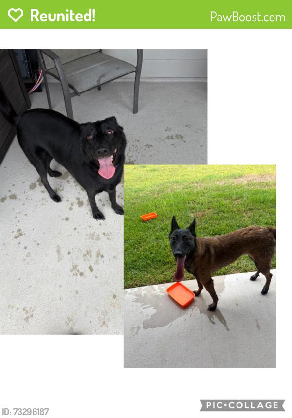Reunited Female Dog last seen Bailey Rd/Cape Rose Ln, Pearland, TX 77584