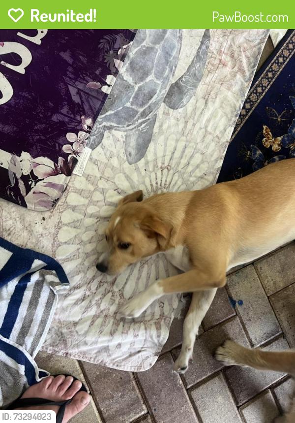 Reunited Female Dog last seen McArthur and causeway drive lehigh, Lehigh Acres, FL 33936