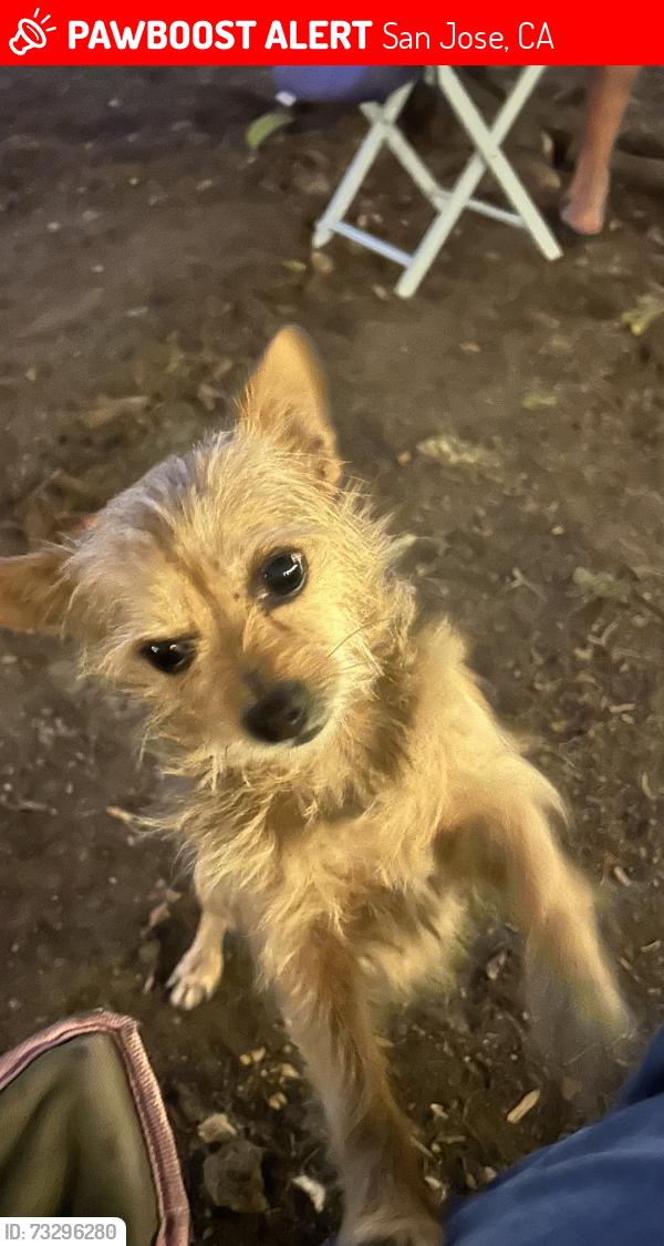 Lost Male Dog last seen Middle park drive, San Jose, CA 95135