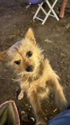 Lost Male Dog last seen Middle park drive, San Jose, CA 95135