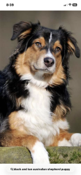 Lost Male Dog last seen Near hogans branch road at 8:45 am, Goodlettsville, TN 37072
