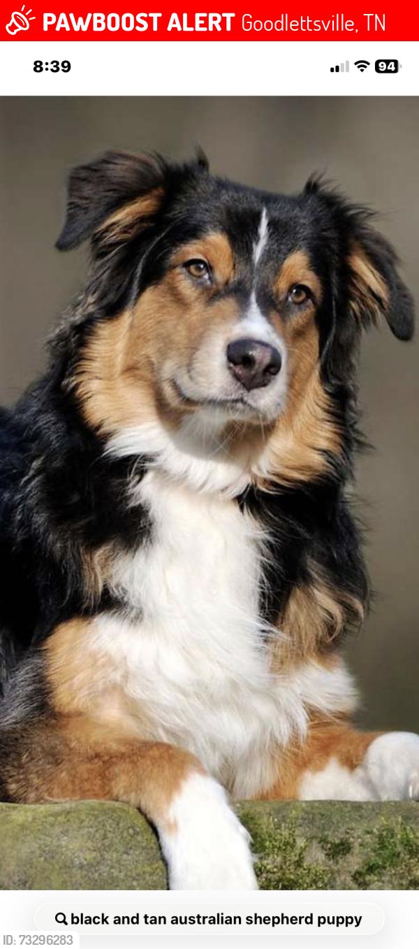 Lost Male Dog last seen Near hogans branch road at 8:45 am, Goodlettsville, TN 37072