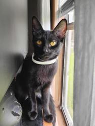Lost Female Cat last seen Littleton and 41, North Fort Myers, FL 33903