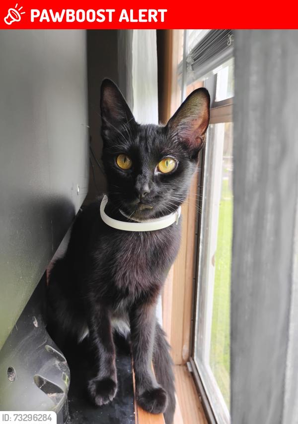 Lost Female Cat last seen Littleton and 41, North Fort Myers, FL 33903