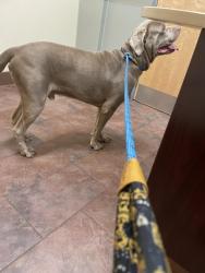 Found/Stray Male Dog last seen High street, Randolph MA, Randolph, MA 02368