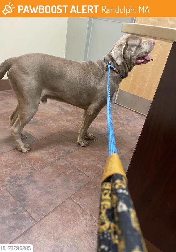 Found/Stray Male Dog last seen High street, Randolph MA, Randolph, MA 02368