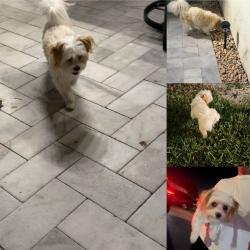 Found/Stray Male Dog last seen NW 36th Ave, Miami, FL 33147., Miami, FL 33147