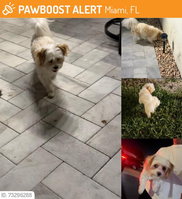 Found/Stray Male Dog last seen NW 36th Ave, Miami, FL 33147., Miami, FL 33147