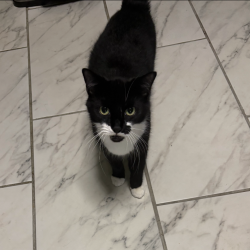 Shelter Stray Male Cat last seen , Animal Care & Control Team of Philly, 111 W Hunting Park Ave, Philadelphia, PA 19140, USA