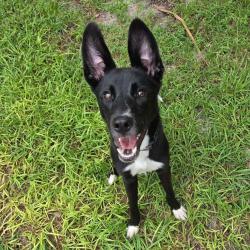 Shelter Stray Male Dog last seen , 8020 Washington St, Port Richey, FL 34668, USA