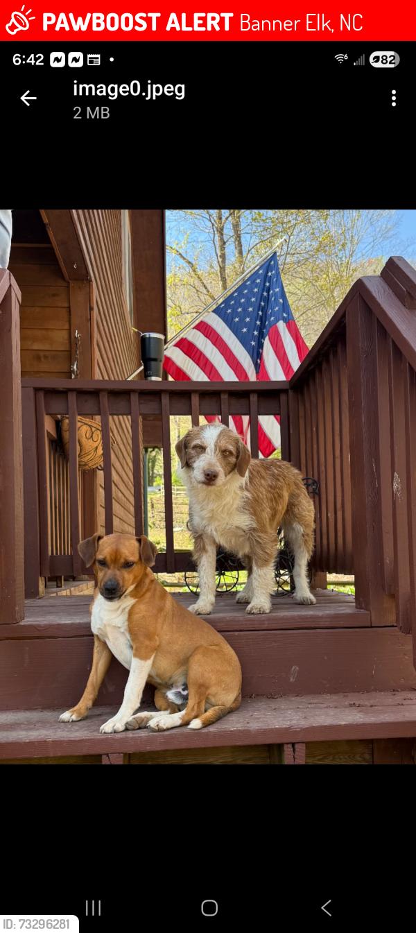 Lost Male Dog last seen Hwy 194 & Shawneehaw, Banner Elk, NC 28604