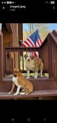 Lost Male Dog last seen Hwy 194 & Shawneehaw, Banner Elk, NC 28604