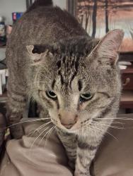 Lost Female Cat last seen chesnut street, Hanover, PA 17331