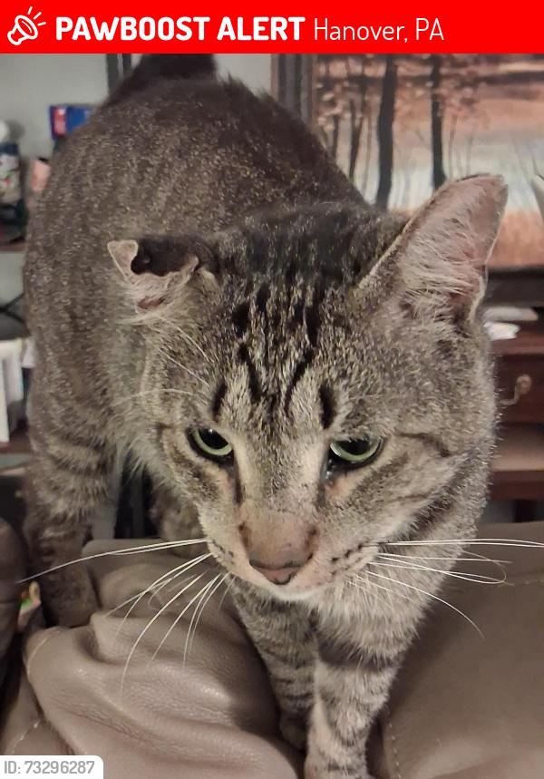 Lost Female Cat last seen chesnut street, Hanover, PA 17331