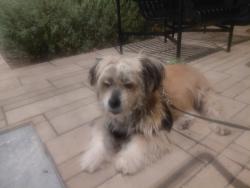 Lost Male Dog last seen park redmorton, Redwood City, CA 94061