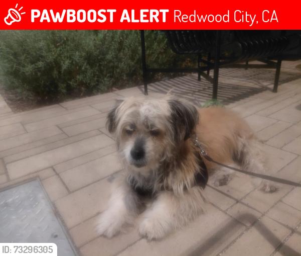 Lost Male Dog last seen park redmorton, Redwood City, CA 94061