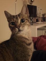 Reunited Male Cat last seen Robin Hood, Hall Green, England B28 8BU