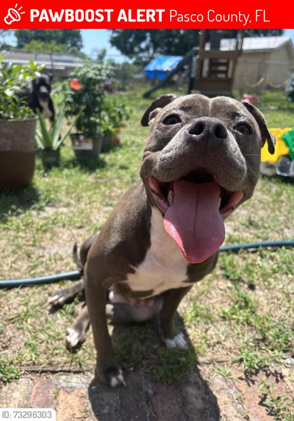 Lost Female Dog last seen Pasco county FL, Pasco County, FL 34637