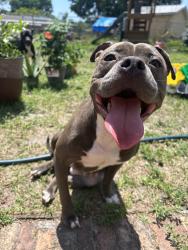 Lost Female Dog last seen Pasco county FL, Pasco County, FL 34637