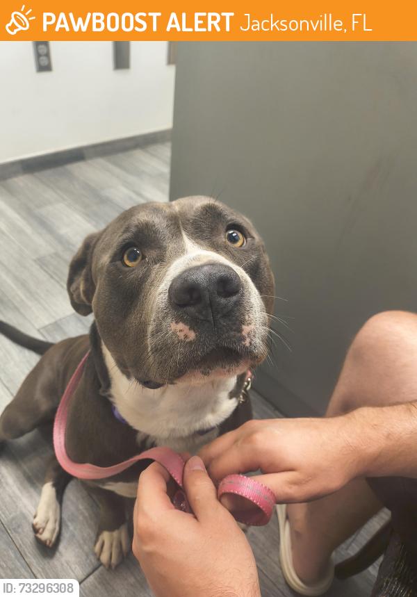 Found/Stray Male Dog last seen Dollar general, Jacksonville, FL 32218