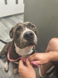Found/Stray Male Dog last seen Dollar general, Jacksonville, FL 32218