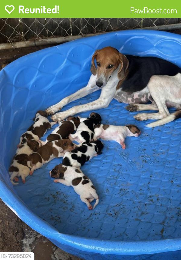 Reunited Female Dog last seen Old Beulah rd, Johnston County, NC 27542