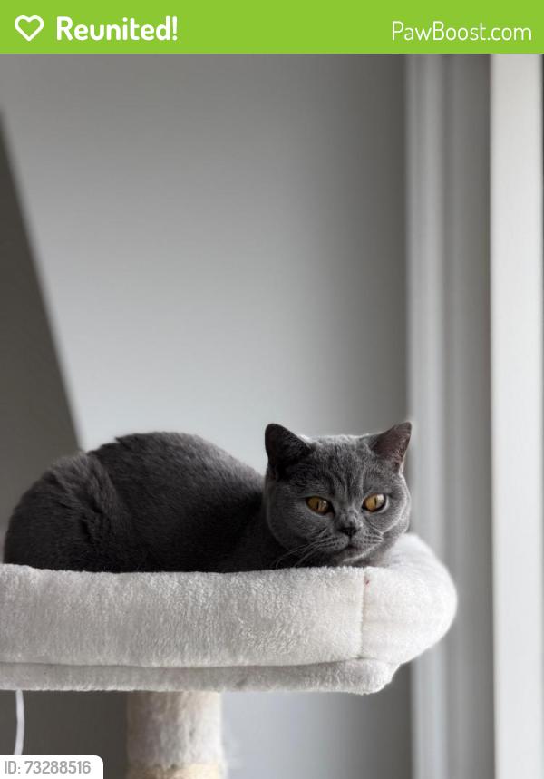 Reunited Female Cat last seen Lancaster Road, Blackburn with Darwen, England BB2 3BU